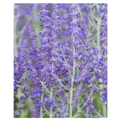 Perovskia Little Spire' DON C1,5